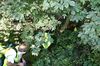 gal/Ville_Propre/_thb_OPERATION DECHETS LAMBRES 087.JPG